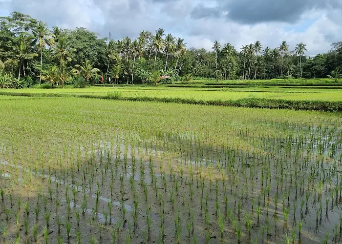 New 4 Bedroom Villa Surrounded By Jungle And Ricefields