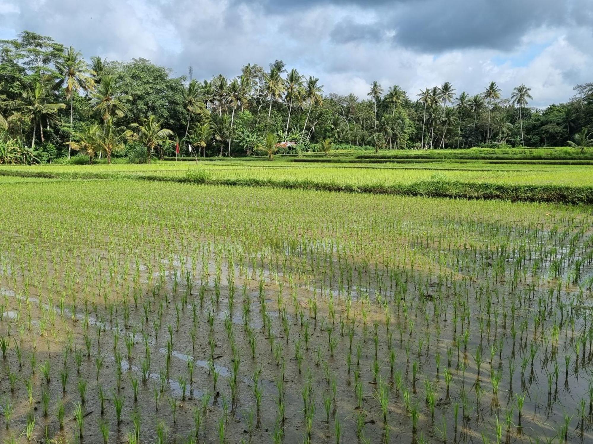 New 4 Bedroom Surrounded By Jungle And Ricefields *