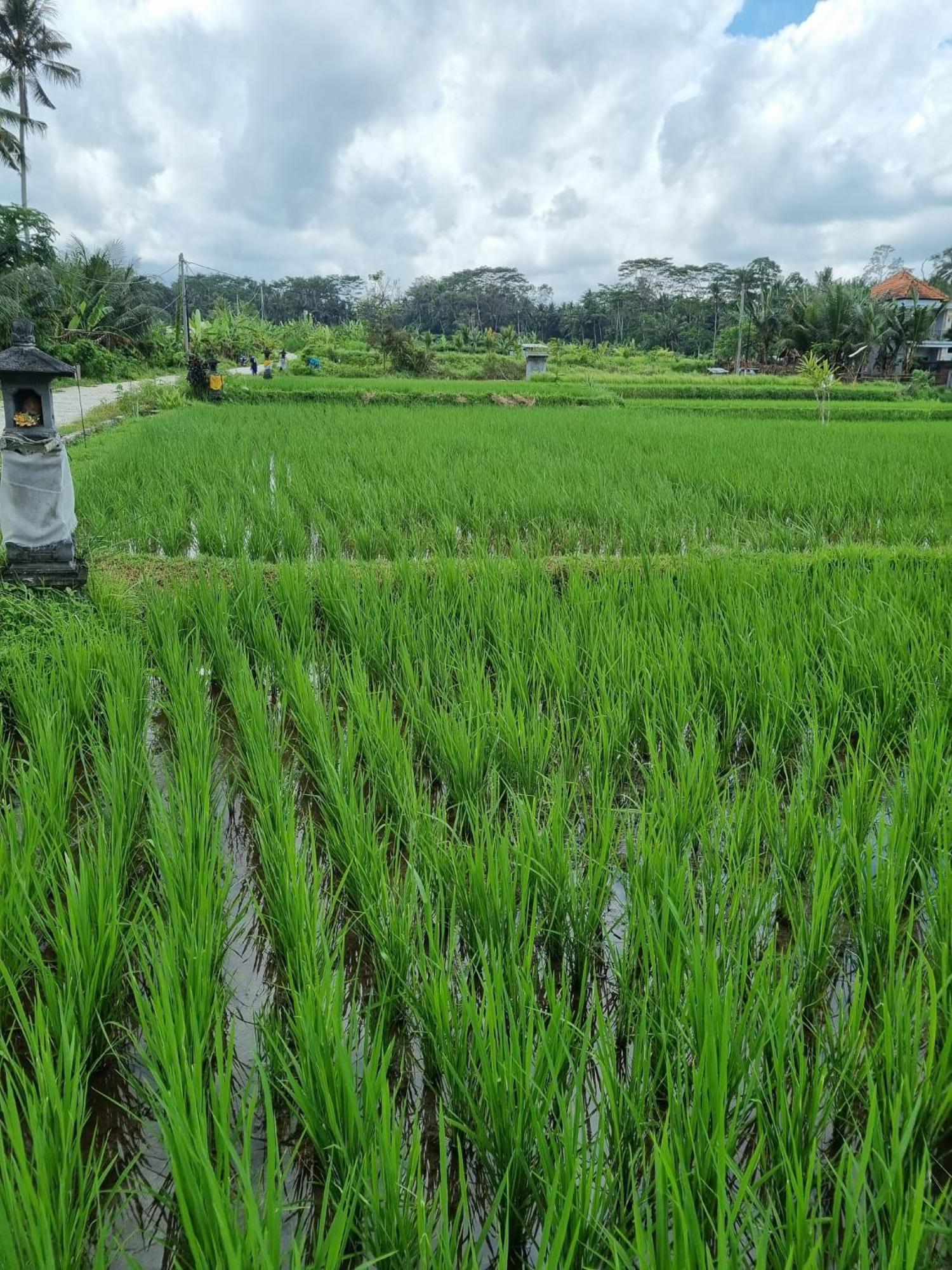 New 4 Bedroom Surrounded By Jungle And Ricefields Villa *